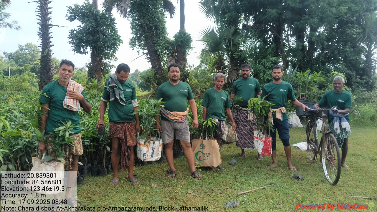 Native sapling plantation